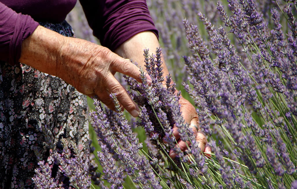 English Lavender